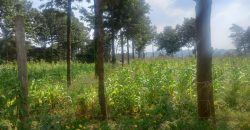 Prime Residential Four- 1/4 Acre Plots for Sale in Kikuyu- Gikambura Area